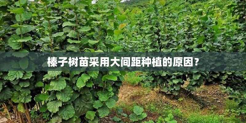 榛子树苗采用大间距种植的原因？