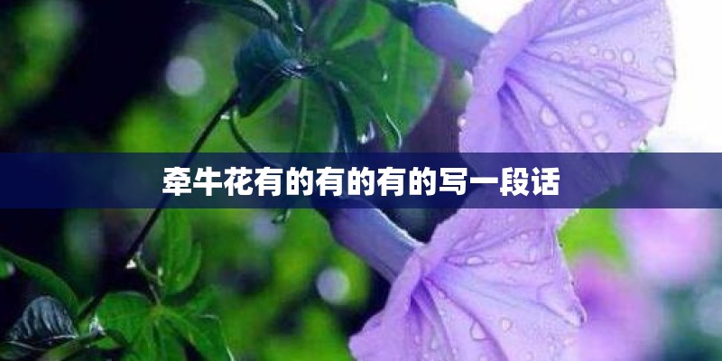 牵牛花有的有的有的写一段话