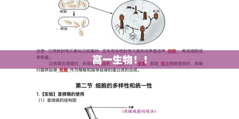 高一生物！！