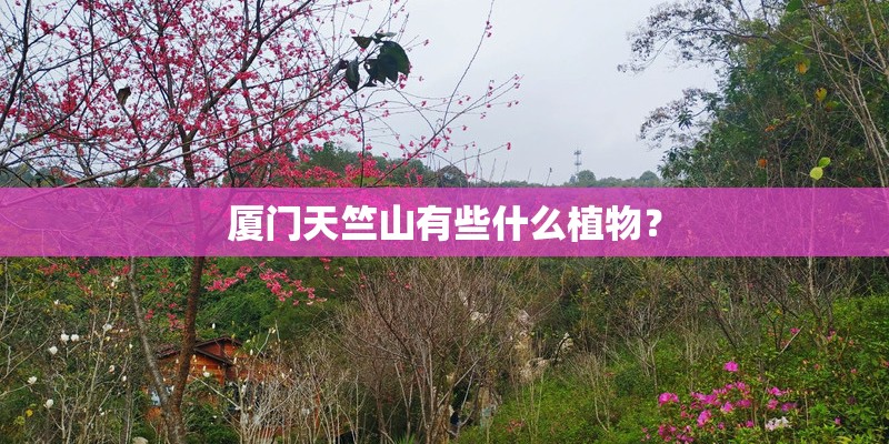 厦门天竺山有些什么植物? 厦门天竺山有些什么植物?