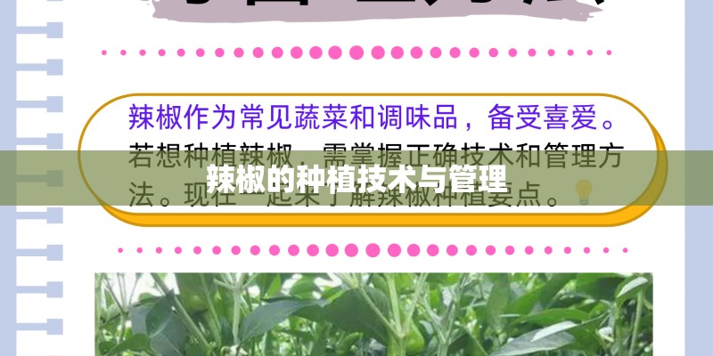 辣椒的种植技术与管理