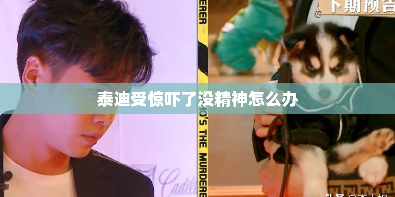泰迪受惊吓了没精神怎么办