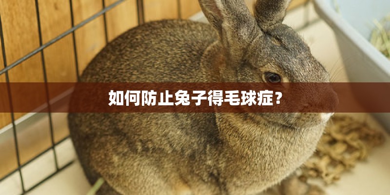 如何防止兔子得毛球症？