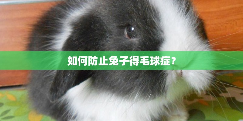 如何防止兔子得毛球症? 如何防止兔子得毛球症?