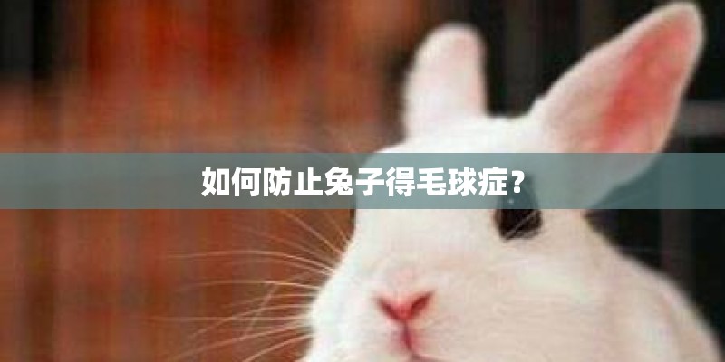 如何防止兔子得毛球症? 如何防止兔子得毛球症?