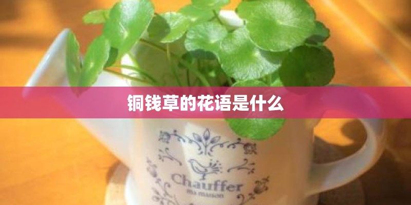铜钱草的花语是什么