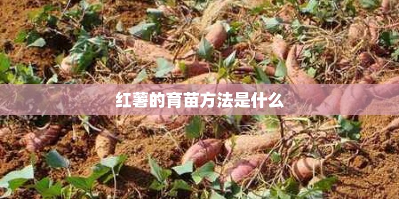 红薯的育苗方法是什么
