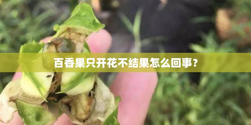 百香果只开花不结果怎么回事？