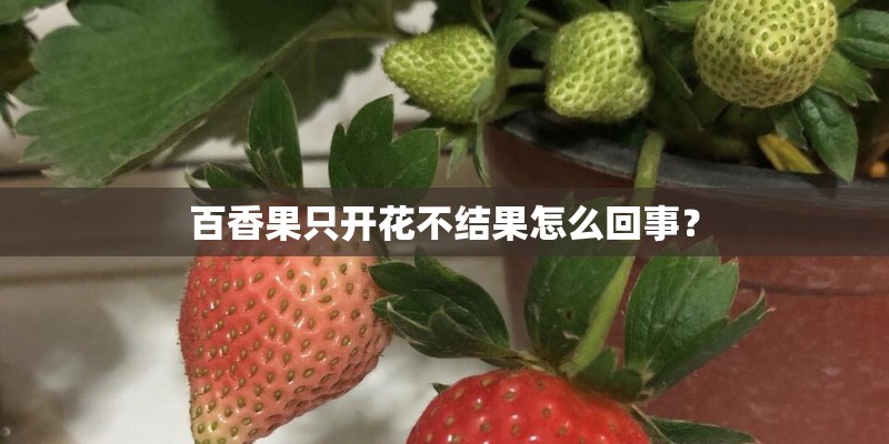 百香果只开花不结果怎么回事？