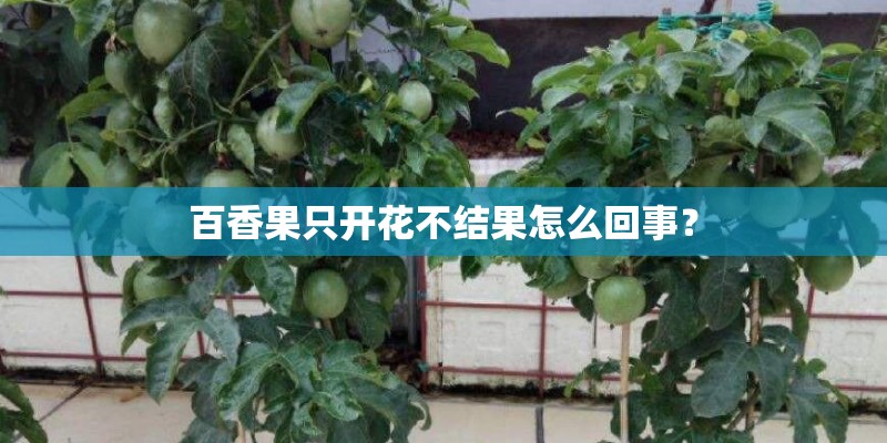 百香果只开花不结果怎么回事？