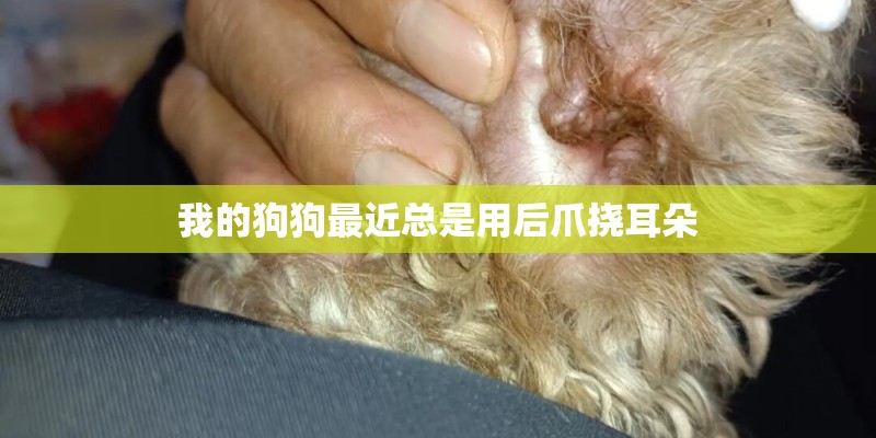 我的狗狗最近总是用后爪挠耳朵