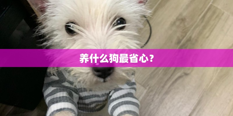 养什么狗最省心? 养什么狗最省心?