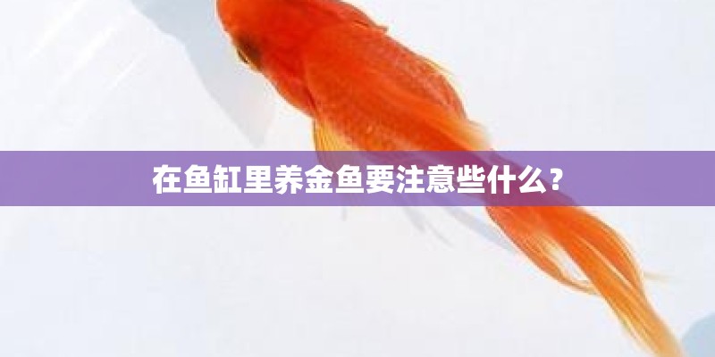 在鱼缸里养金鱼要注意些什么？