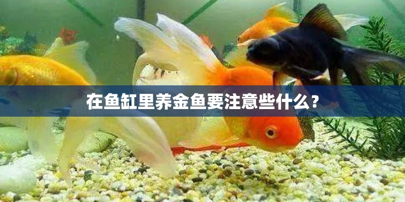 在鱼缸里养金鱼要注意些什么? 在鱼缸里养金鱼要注意些什么?