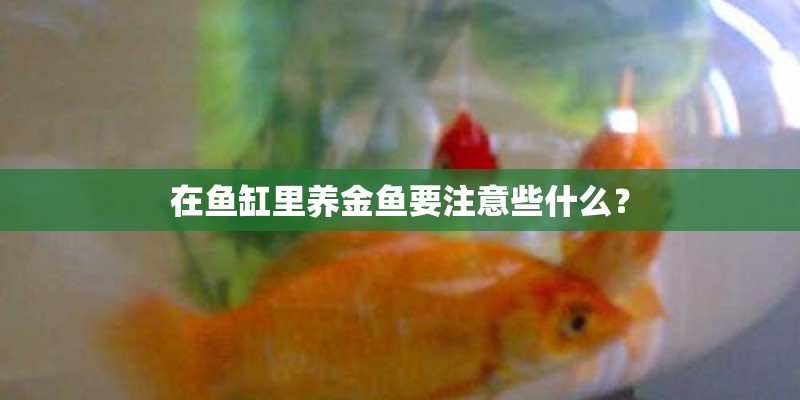 在鱼缸里养金鱼要注意些什么? 在鱼缸里养金鱼要注意些什么?