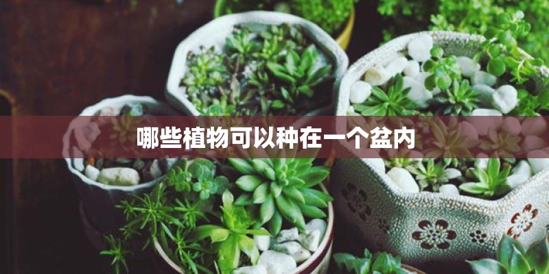 哪些植物可以种在一个盆内