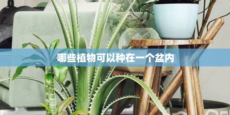 哪些植物可以种在一个盆内