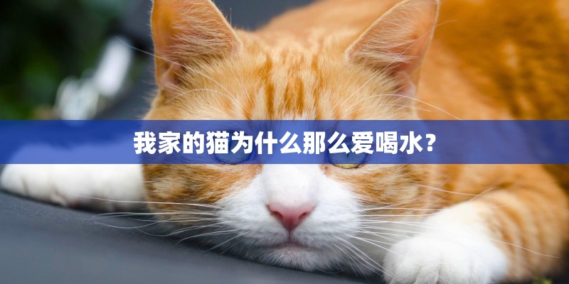 我家的猫为什么那么爱喝水？