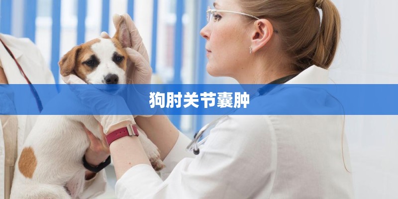 狗肘关节囊肿