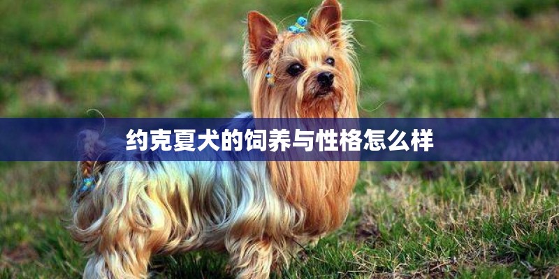 约克夏犬的饲养与性格怎么样