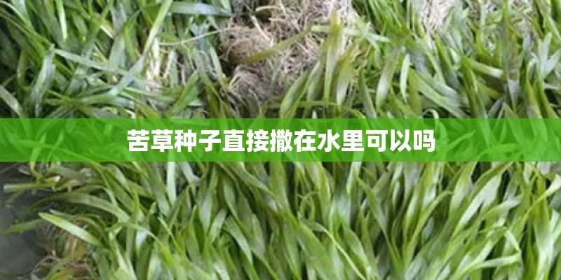 苦草种子直接撒在水里可以吗