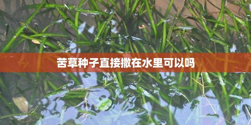 苦草种子直接撒在水里可以吗