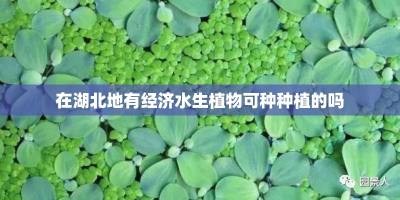 在湖北地有经济水生植物可种种植的吗
