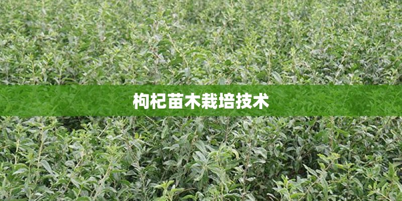 枸杞苗木栽培技术