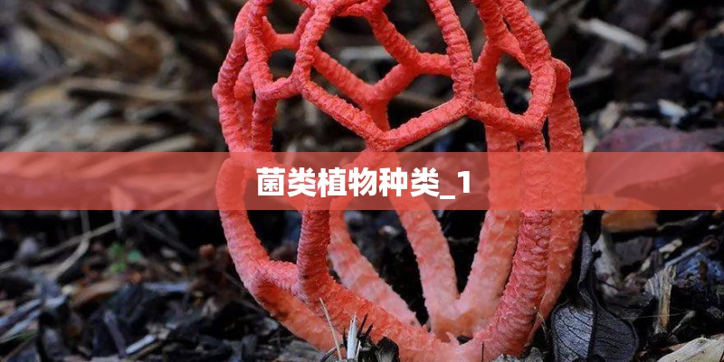 菌类植物种类_1