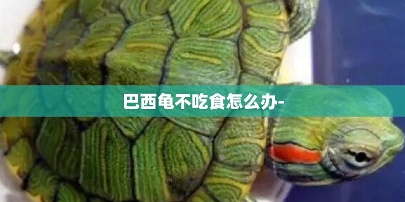 巴西龟不吃食怎么办-