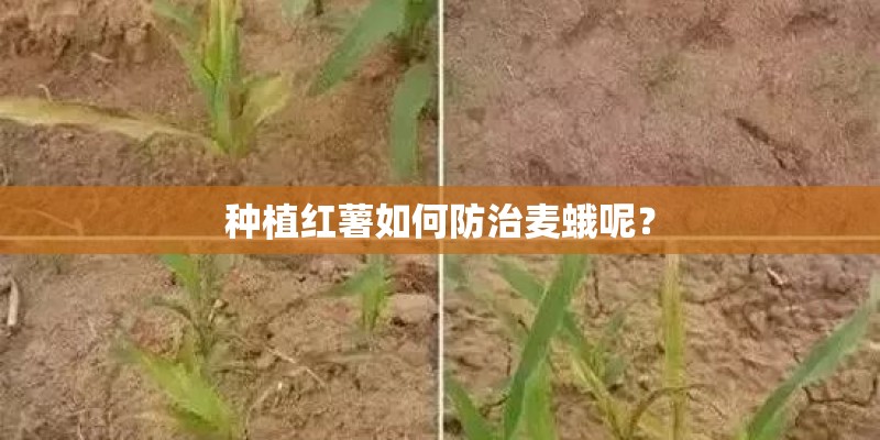 种植红薯如何防治麦蛾呢？