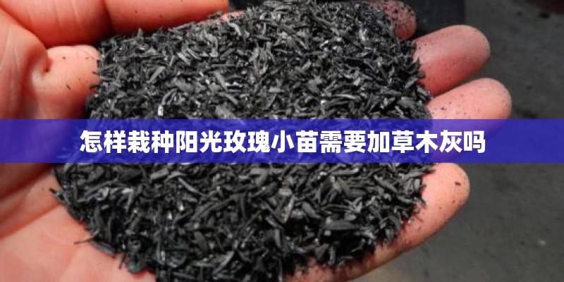 怎样栽种阳光玫瑰小苗需要加草木灰吗