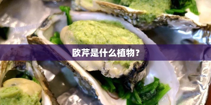 欧芹是什么植物？