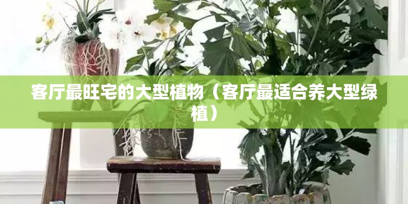 客厅最旺宅的大型植物(客厅最适合养大型绿植) 客厅最旺宅的大型植物(客厅最适合养大型绿植)