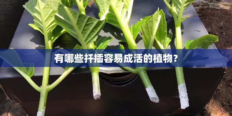 有哪些扦插容易成活的植物？