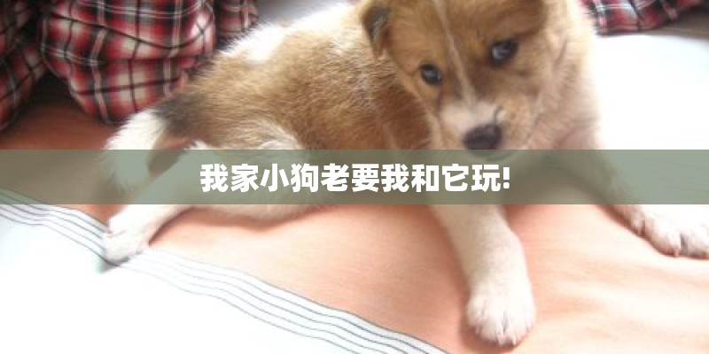 我家小狗老要我和它玩!