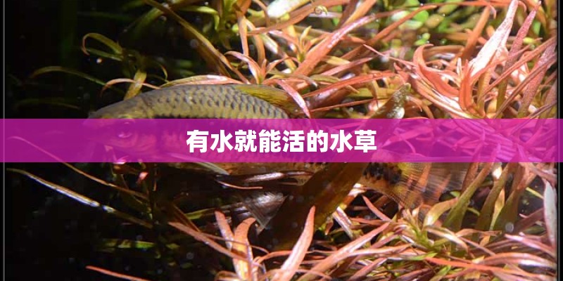 有水就能活的水草