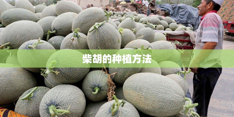柴胡的种植方法 柴胡的种植方法