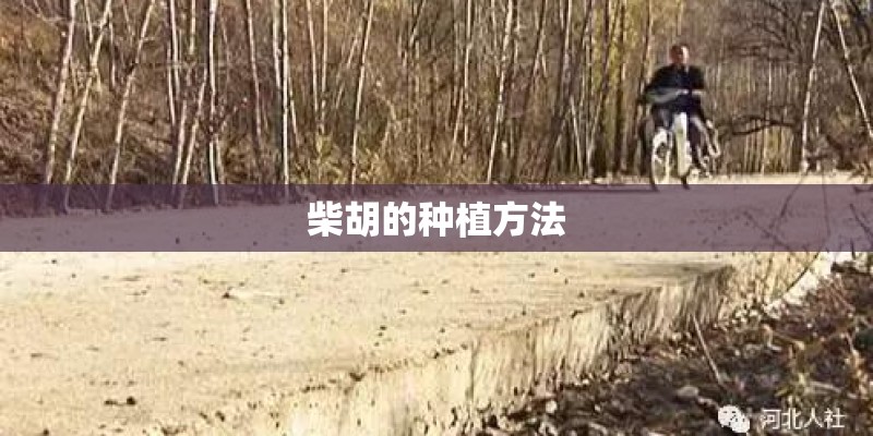 柴胡的种植方法 柴胡的种植方法