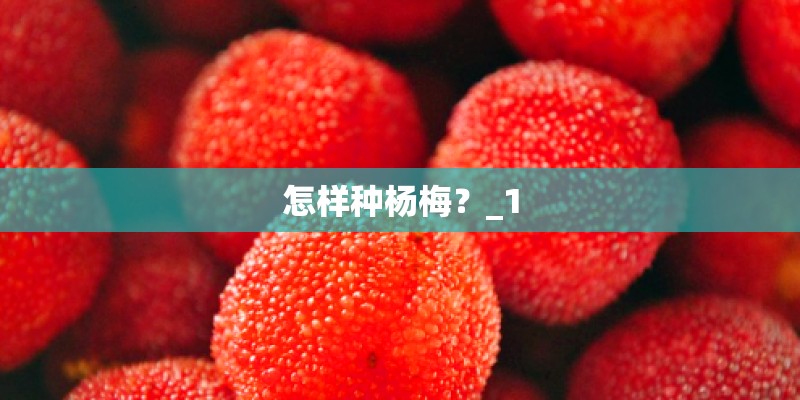怎样种杨梅?_1 怎样种杨梅?_1