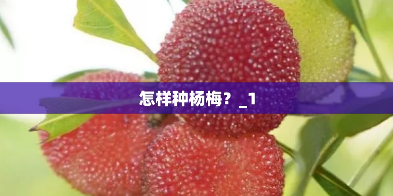 怎样种杨梅?_1 怎样种杨梅?_1