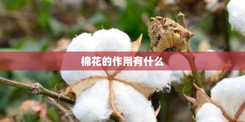 家庭日常栽培灵芝盆景的方法