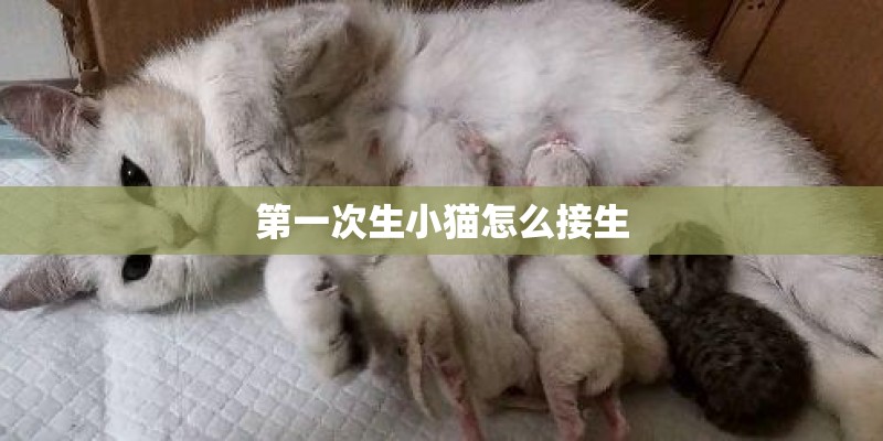 第一次生小猫怎么接生
