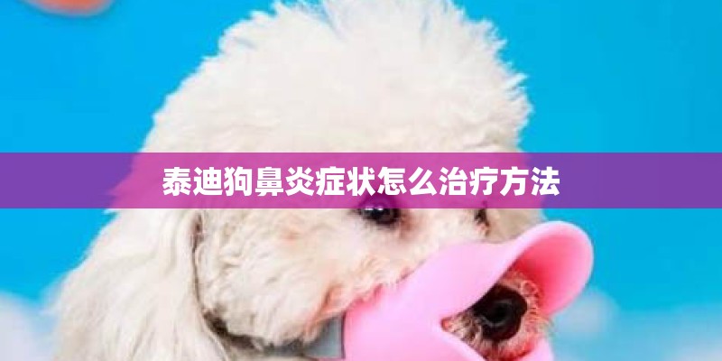 泰迪狗鼻炎症状怎么治疗方法