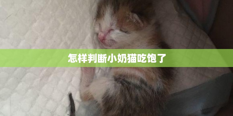 怎样判断小奶猫吃饱了