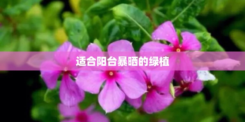 适合阳台暴晒的绿植