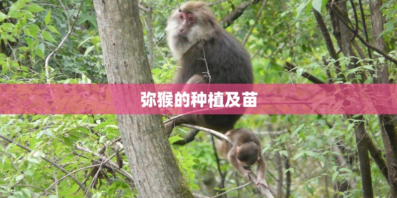 弥猴的种植及苗 弥猴的种植及苗