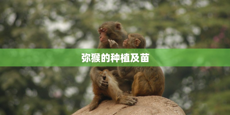 弥猴的种植及苗 弥猴的种植及苗