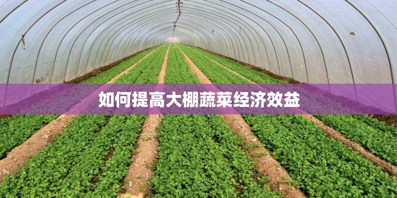 如何提高大棚蔬菜经济效益