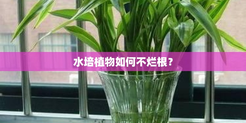 水培植物如何不烂根？
